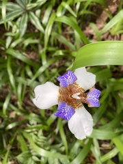 Trimezia gracilis