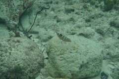 Halichoeres radiatus