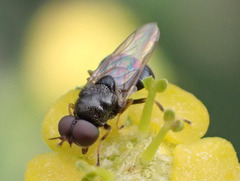 Alliophleps elliptica