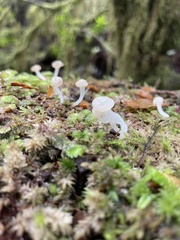 Roridomyces austrororidus