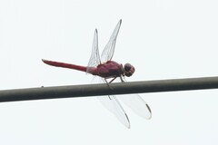 Orthemis discolor