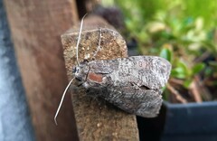 Isognathus allamandae