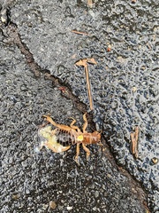 Ammopelmatus