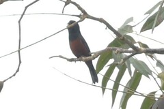 Sporophila angolensis