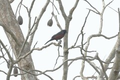 Sporophila angolensis