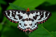 Pterothysanus laticilia