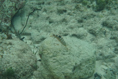 Halichoeres radiatus