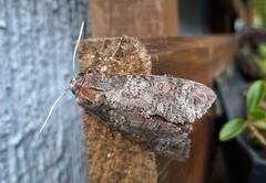 Isognathus allamandae