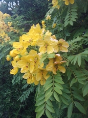 Cassia leptophylla