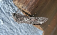 Isognathus allamandae