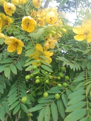 Cassia leptophylla
