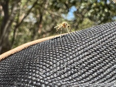 Aedes vittiger