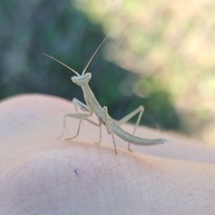 Apteromantis aptera