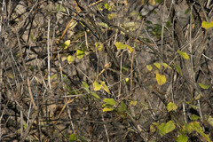 Lonicera