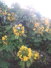 Cassia leptophylla