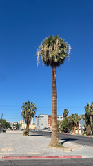Washingtonia filifera