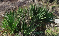 Yucca gloriosa