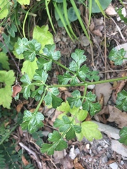 Laserpitium gallicum