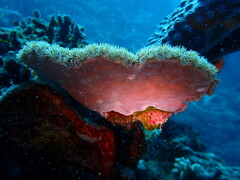 Duncanopsammia peltata