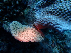 Duncanopsammia peltata