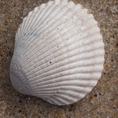 Lunarca ovalis