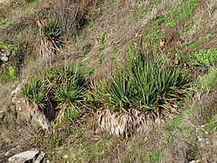 Yucca gloriosa