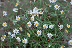 Melampodium cinereum