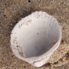 Lunarca ovalis