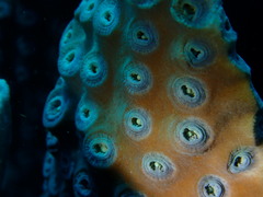 Duncanopsammia peltata