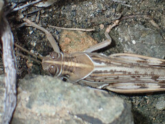 Schistocerca gregaria