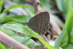 Hermeuptychia hermes