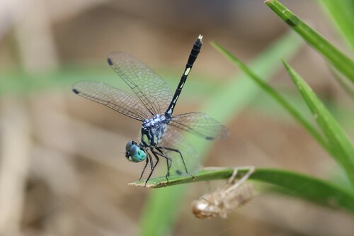 Micrathyria romani