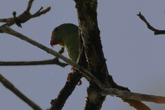 Brotogeris cyanoptera