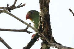 Brotogeris cyanoptera