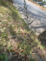 Setaria