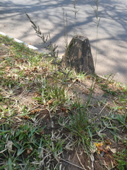 Setaria