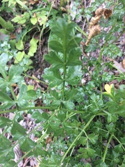 Laserpitium gallicum