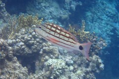 Lutjanus decussatus