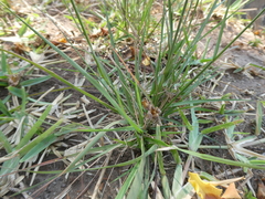 Setaria