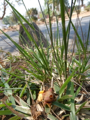 Setaria