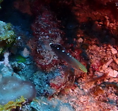 Koumansetta rainfordi