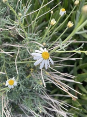 Argyranthemum