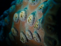 Duncanopsammia peltata