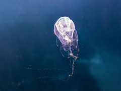 Hippopodius hippopus