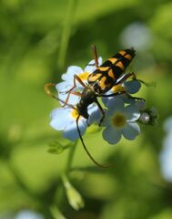 Leptura annularis