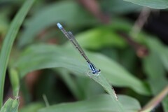Ischnura capreolus