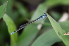 Ischnura capreolus