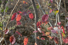 Cornus alternifolia