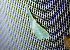Phaiogramma etruscaria