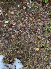 Peltigera neopolydactyla